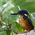 Azure Kingfisher in Centenary Lakes. Unusual visiter. ルリミツユビカワセミ<br />Canon EOS 7DMK2 + EF300 F2.8L III + EF1.4xII